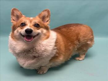 DOMINGA -  Cardigan Welsh Corgi Dog for Adoption in Loveland, Colorado - DOMINGA | PetCurious