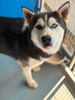 ELINOR -  Siberian Husky and Mixed Breed Dog for Adoption in Visalia, California - ELINOR | PetCurious