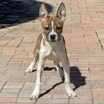Siberian Husky and German Shepherd Dog Dogs Available for Adoption in St. Louis, Missouri - YELLOWSTONE | PetCurious