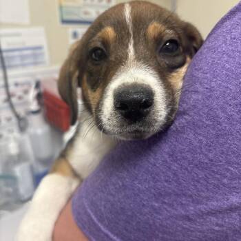 Mixed Breed and None Dogs Available for Adoption in Tulsa, Oklahoma - Dakota | PetCurious