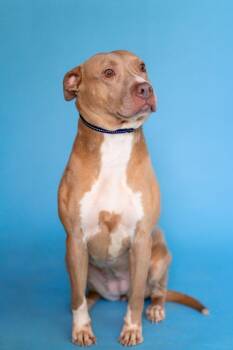 CONNIE -  Terrier Dog for Adoption in Pegram, Tennessee - CONNIE | PetCurious