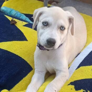 Rhaenyra -  Mixed Breed Dog for Adoption in West Olive, Michigan - Rhaenyra | PetCurious