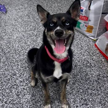 Sky -  Australian Cattle Dog Blue Heeler and Mixed Breed Dog for Adoption in Fairmont, West Virginia - Sky | PetCurious
