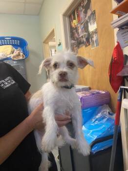 Mixed Breed Dogs Available for Adoption in Ocala, Florida - Tico | PetCurious