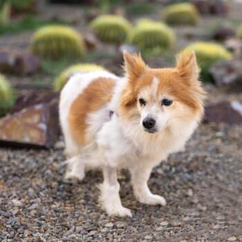 Cardigan Welsh Corgi and Mixed Breed Dogs Available for Adoption in Palm Springs, California - Tina | PetCurious
