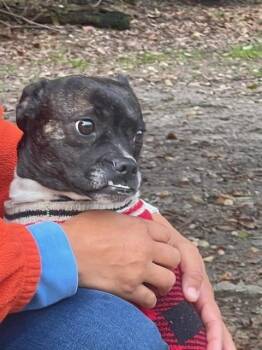 Boston Terrier and Chihuahua Dogs Available for Adoption in Maryville, Tennessee - Millie Jo-4333-Aiken, SC | PetCurious