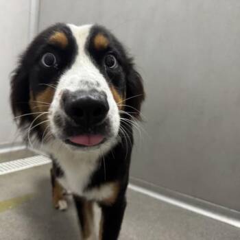 Skyler -  Australian Shepherd Dog for Adoption in Des Moines, Iowa - Skyler | PetCurious