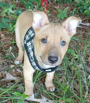 American Bully Dogs Available for Adoption in Glocester, Rhode Island - Sherman | PetCurious