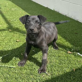 Ellis aka Nala 5552 -  Labrador Retriever Dog for Adoption in Loxahatchee Groves, Florida - Ellis Aka Nala 5552 | PetCurious