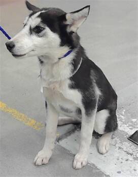 Husky and Mixed Breed Dogs Available for Adoption - SAMSON | PetCurious