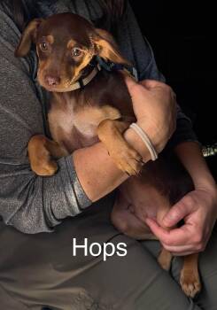 Chihuahua Dogs Available for Adoption in New Baltimore, Michigan - Hops | PetCurious