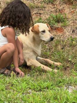 Nana -  Shepherd Dog for Adoption in Maryville, Tennessee - Nana | PetCurious