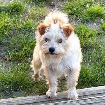 The Underground -  Mixed Breed Dog Available for Adoption in Toms River, New Jersey - The Underground | PetCurious
