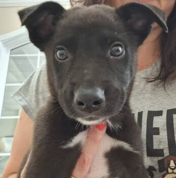 Rescue Australian Cattle Dog Blue Heeler Dogs for Adoption in Mundelein, Illinois - New York | PetCurious