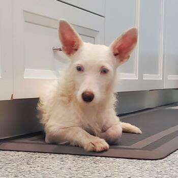 Tedaya -  Jack Russell Terrier Dog for Adoption in Hutchinson, Minnesota - Tedaya | PetCurious