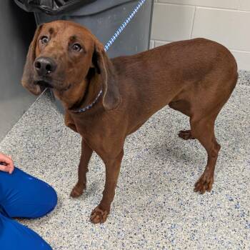 Baby Deer -  Redbone Coonhound and Mixed Breed Dog for Adoption in Greenville, South Carolina - Baby Deer | PetCurious