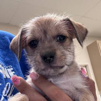 Chili -  Chihuahua Dog for Adoption in Goleta, California - Chili | PetCurious