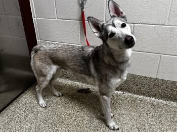 Siberian Husky Dogs Available for Adoption in Colorado Springs, Colorado - YUNA | PetCurious