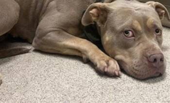 MOMMA -  Pit Bull Terrier Dog for Adoption in Riverside, California - MOMMA | PetCurious