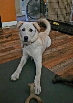 **HONEY** -  Yellow Labrador Retriever Dog for Adoption in North Prairie, Wisconsin - **HONEY** | PetCurious
