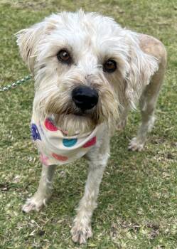 Dandie Dinmont Terrier Dogs Available for Adoption in Bell Gardens, California - TOMAS | PetCurious