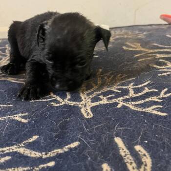 Thursday -  Mixed Breed Dog for Adoption in Frederiksted, St. Croix - Thursday | PetCurious