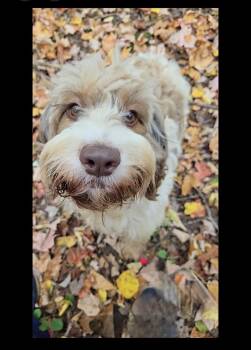 Rescue Brittany Spaniel and Miniature Poodle Dogs for Adoption in Friendship, New York - Louise Dolly | PetCurious