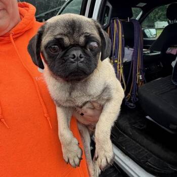 Weevil L-39-26 -  Pug Dog for Adoption in Watertown, New York - Weevil L-39-26 | PetCurious