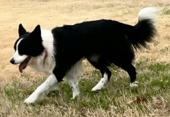 Border Collie Dogs Available for Adoption - Samantha (Sam) | PetCurious