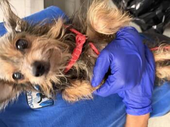 A1290553 -  Yorkshire Terrier Dog for Adoption in Dallas, Texas - A1290553 | PetCurious