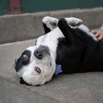 Ladybug -  Mixed Breed Dog for Adoption in San Francisco, California - Ladybug | PetCurious