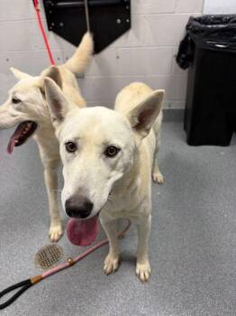 Rescue White German Shepherd Dogs for Adoption in Sevierville, Tennessee - Pink | PetCurious