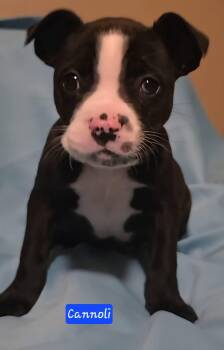 Boxer and Boston Terrier Dogs Available for Adoption - Cannoli *in New England  | PetCurious