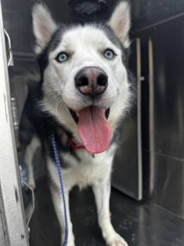 Marco -  Mixed Breed and Siberian Husky Dog for Adoption in Austin, Texas - Marco | PetCurious
