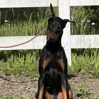 Zeus -  Doberman Pinscher Dog for Adoption in Los Angeles, California - Zeus | PetCurious