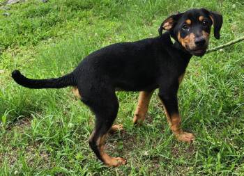 260600  Prince Charming -  Labrador Retriever and Catahoula Leopard Dog Dog Available for Adoption in Wetumpka, Alabama - 260600  Prince Charming | PetCurious