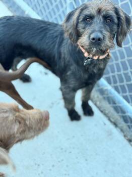 Rescue Labradoodle and Boxer Dogs for Adoption in Hackensack, Minnesota - Buckaroo | PetCurious