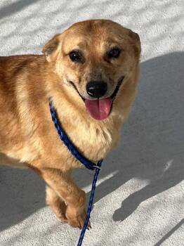 Carolina Dog Dogs Available for Adoption - 26-082 Rachael | PetCurious
