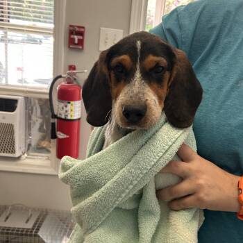 M&M -  Beagle and Mixed Breed Dog for Adoption in Starkville, Mississippi - M&M | PetCurious