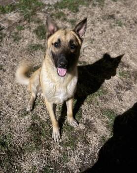 Belgian Shepherd Malinois Dogs Available for Adoption - Nyx | PetCurious