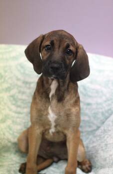 Bellflower in NH. Come Meet our Adoptable Dogs Wednesday-Saturda -  Boxer Dog for Adoption in Manchester, New Hampshire - Bellflower In NH. Come Meet Our Adoptable Dogs Wednesday-Saturda | PetCurious