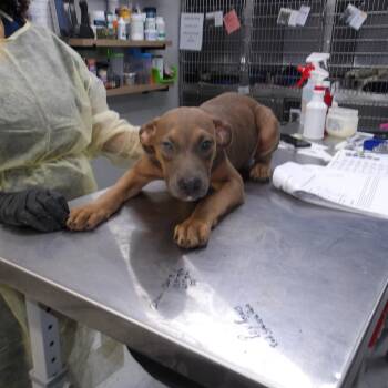 Roy Pup 6 -  Doberman Pinscher and Terrier Dog for Adoption in Marble, North Carolina - Roy Pup 6 | PetCurious