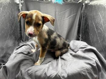 PAUL -  Boxer and Catahoula Leopard Dog Dog Available for Adoption in Grovetown, Georgia - PAUL | PetCurious