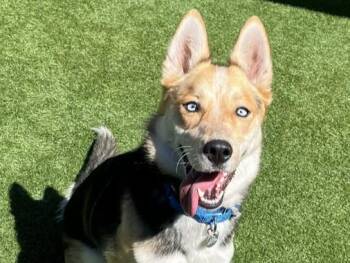 PEARL -  Shepherd and Mixed Breed Dog for Adoption in Palo Alto, California - PEARL | PetCurious