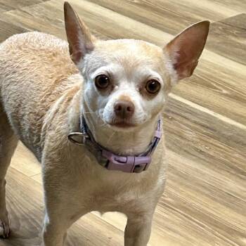 Bella -  Chihuahua Dog for Adoption in Rockville, Maryland - Bella | PetCurious