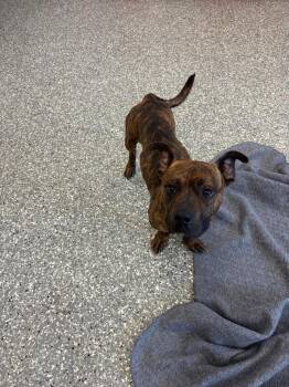 Lil Papi -  Pit Bull Terrier Dog for Adoption in Liverpool, New York - Lil Papi | PetCurious