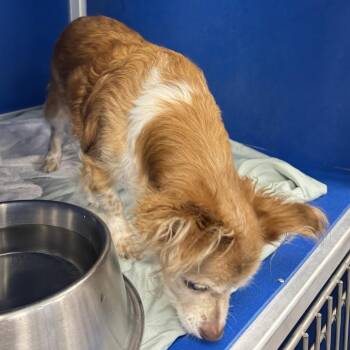 111831 -  Mixed Breed Dog for Adoption in Las Cruces, New Mexico - 111831 | PetCurious