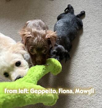 Baby Fiona -  Spaniel and Chihuahua Dog for Adoption in Washington, District Of Columbia - Baby Fiona | PetCurious