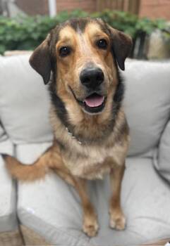 Mixed Breed Dogs Available for Adoption - Hubert | PetCurious