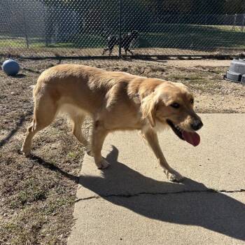 Willow -  Golden Retriever Dog for Adoption in Kennebunk, Maine - Willow | PetCurious